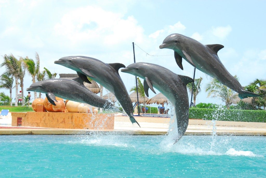 Delphinus - Experiência de nado com golfinhos
