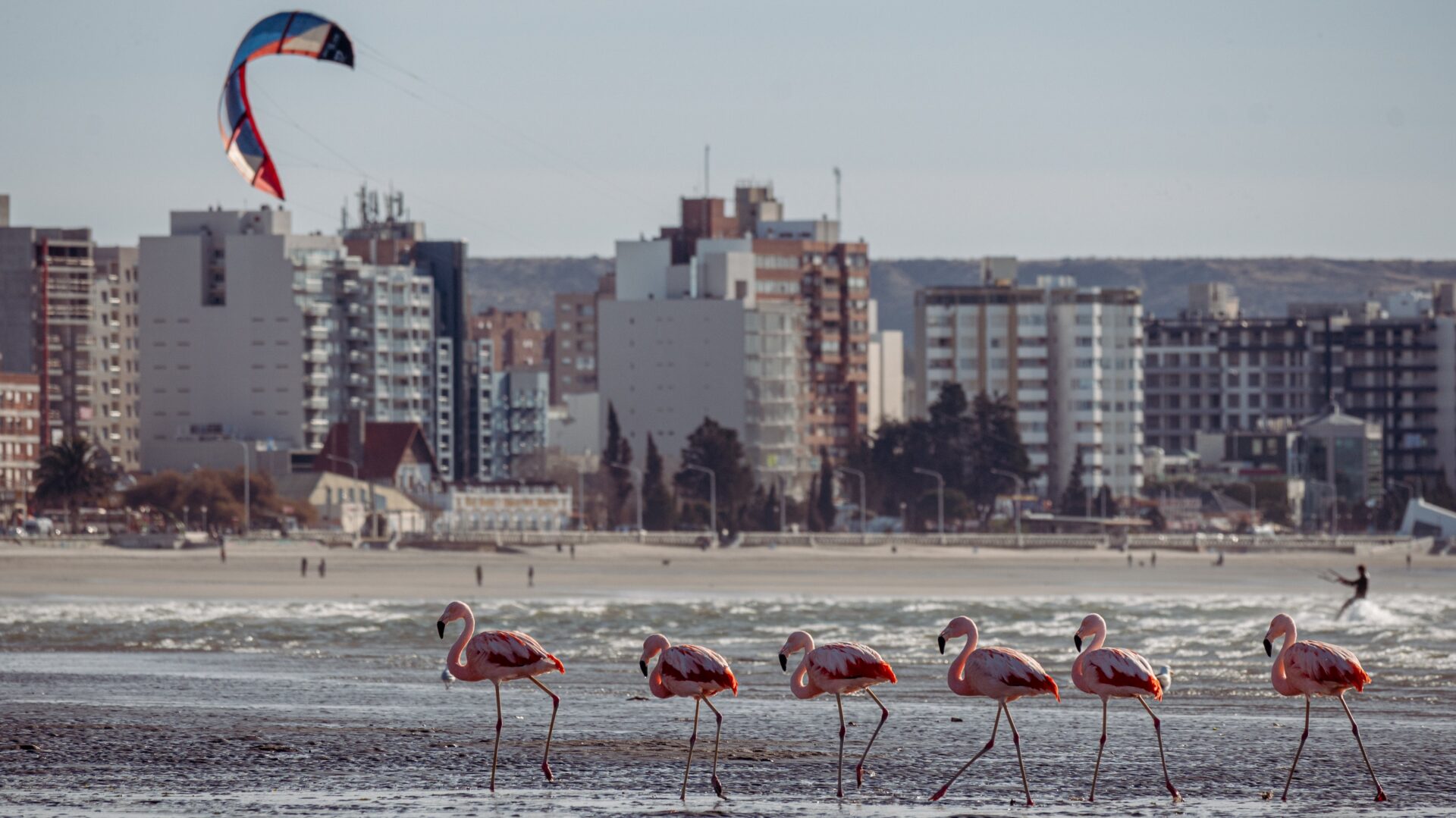 Puerto Madryn e seus Flamingos
