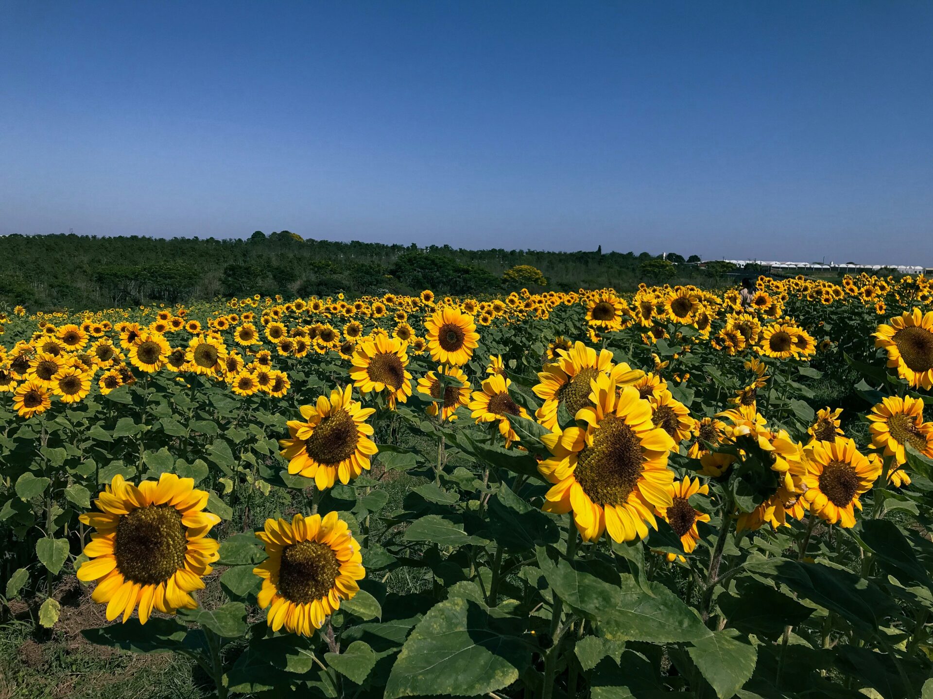 O que fazer em Holambra: Campos de Flores