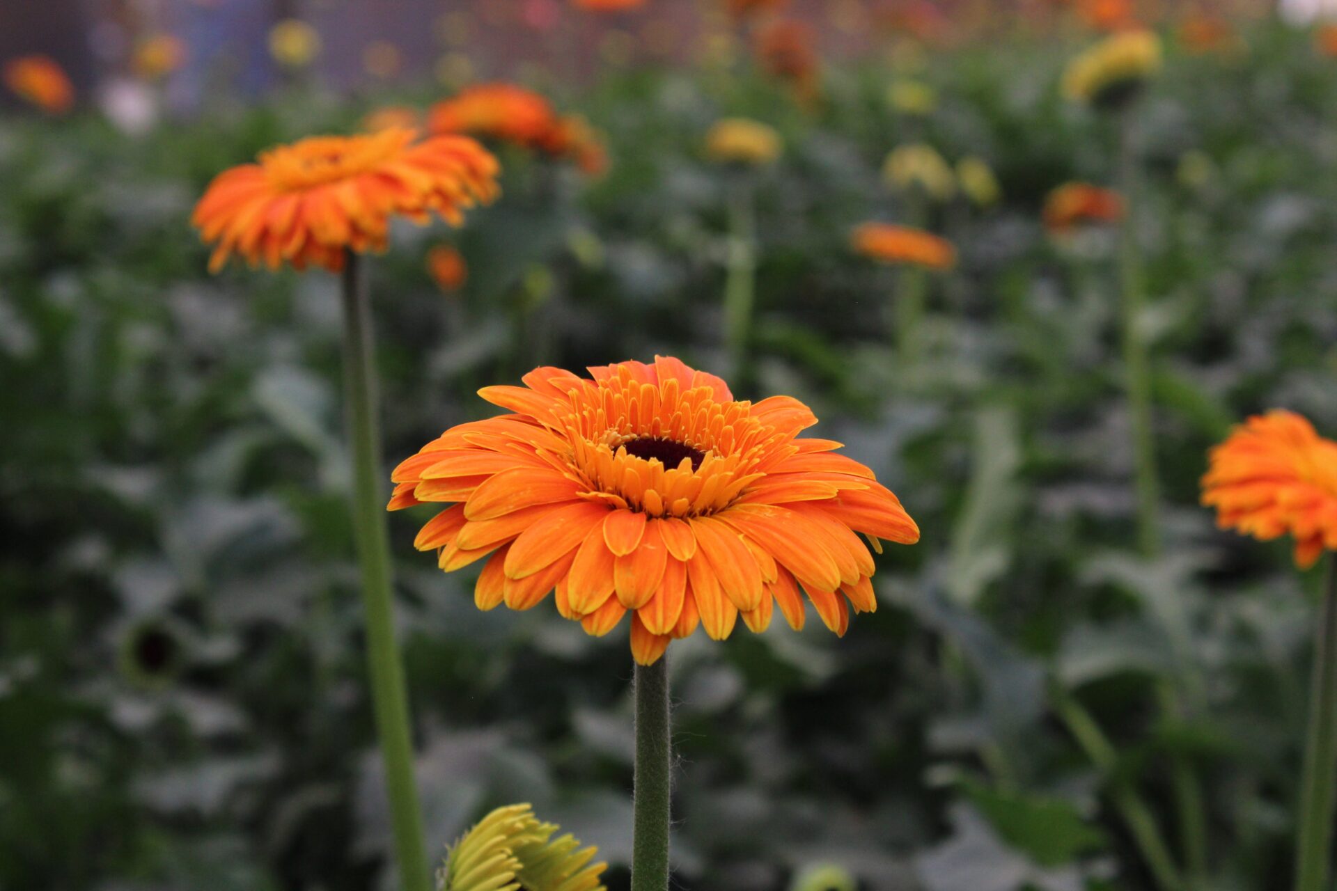 Holambra - Capital das Flores